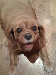 maggie, rescue ruby color