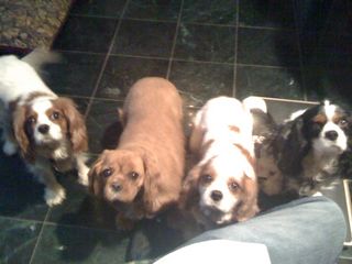 ruby cavalier rescue