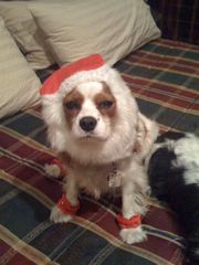 Dixie at Christmas 2008