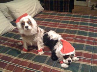 cavalier king charles Christmas costumes