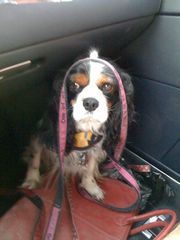 willie and his leash