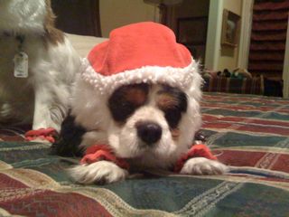 Wille Sturgeon at Christmas