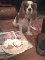 cavalier rescue, chocolate chip cookie