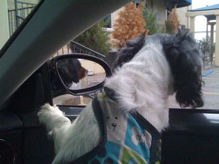 cavalier in car mirror