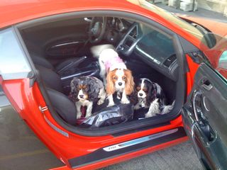 dogs in R8