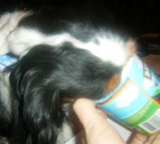 willie eating ice cream
