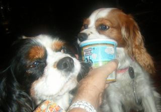 dog ice cream. ben & Jerrys ice cream