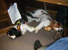cavaliers under desk
