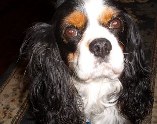 cavalier warm nose