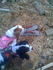 cavaliers with trowels