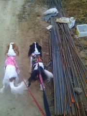 cavalier king charles spaniels