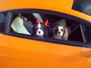 cavalier costume, lamborghini,