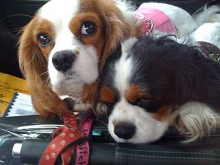 off phone 110208 020