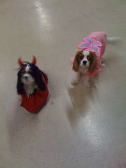 dixie haloween costume