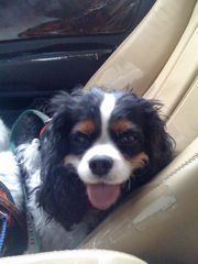 cavalier rescue looks happy