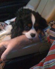 rescue cavalier king charles spaniel