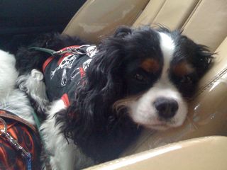 rescue cavalier king charles