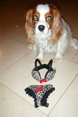 dixie sturgeon, cavalier rescue