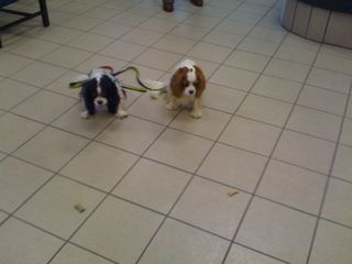 dixie and willie at riverben bank with tommy walling