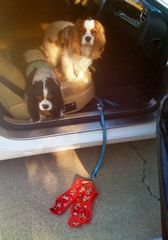 eastern hills pet hospital