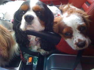 cavaliers in car