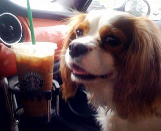Dixie at Starbucks