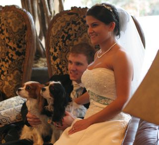 joanne wells, cavaliers in wedding, dogs in wedding