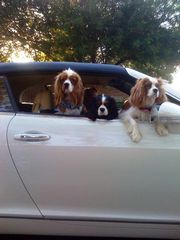 052209 015 cavalier riding in car bentley gtc