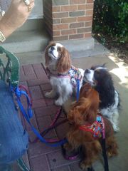 ruffino resturant, dogs on patio, good food