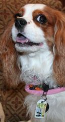 dixie sturgeon cavalier drivers license