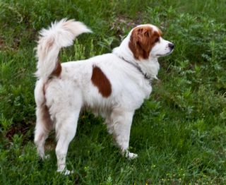 cavalier king charles spaniel rescue