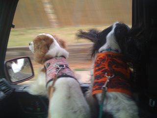 mercedes gelandewagen