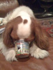 ben & jerrys ice cream for dogs
