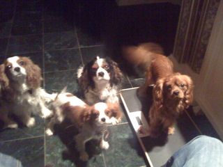 cavalier eyes cleaning