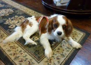 3 legged cavalier king charles spaniel