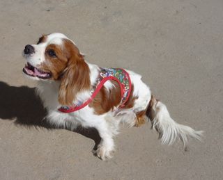 pogo 3 legged rescue dog