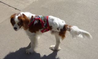 cavalier king charles rescue