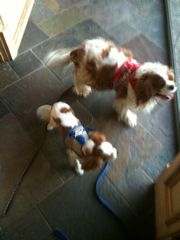 !cid_795C8268-5F40-4BC8-8A8E-EEACCAD03E17