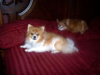 katie-frisky-john williams