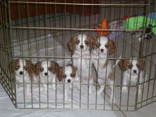 PUPS AT 7 WEEKS OF AGE 032