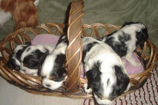 fourweekoldpuppypics 007