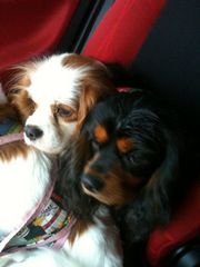 !cid_2A094210-29DB-40C2-8F89-8D0E97FFF019