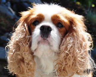 capn landscape myanmar-tracie